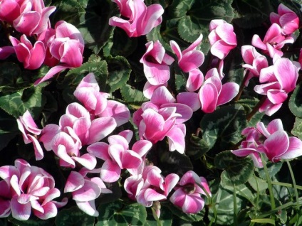 Cyclamen cultivarea și îngrijirea, reproducerea, trăsăturile europene