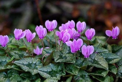 Cyclamen cultivarea și îngrijirea, reproducerea, trăsăturile europene