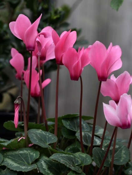 Cyclamen cultivarea și îngrijirea, reproducerea, trăsăturile europene