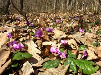 Cyclamen cultivarea și îngrijirea, reproducerea, trăsăturile europene