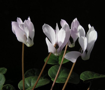 Cyclamen cultivarea și îngrijirea, reproducerea, trăsăturile europene