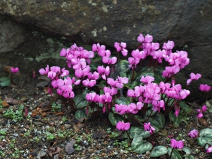 Cyclamen cultivarea și îngrijirea, reproducerea, trăsăturile europene