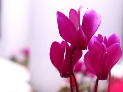 Cyclamen cultivarea și îngrijirea, reproducerea, trăsăturile europene