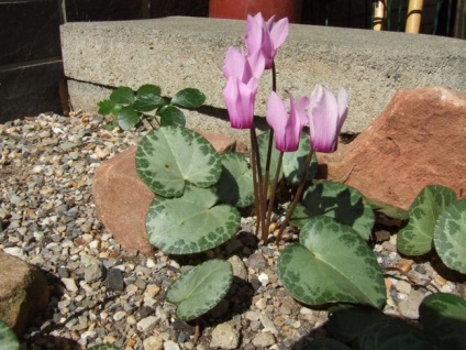 Cyclamen cultivarea și îngrijirea, reproducerea, trăsăturile europene