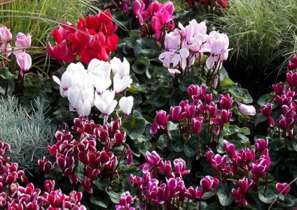 Cyclamen cultivarea și îngrijirea, reproducerea, trăsăturile europene