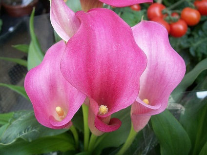 Flower calla (zandedeskiya) - fotografie și îngrijire la domiciliu