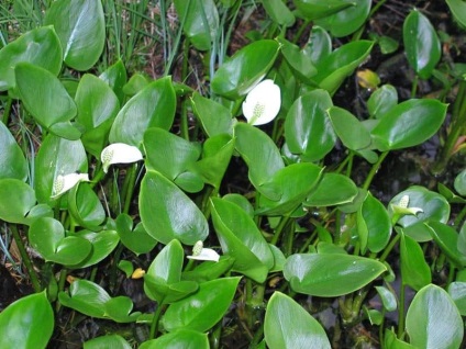 Virág Calla (Zantedeschia) - fényképek és otthoni gondozást