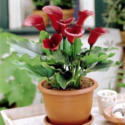 Flower calla (zandedeskiya) - fotografie și îngrijire la domiciliu