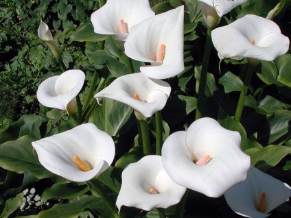 Virág Calla (Zantedeschia) - fényképek és otthoni gondozást