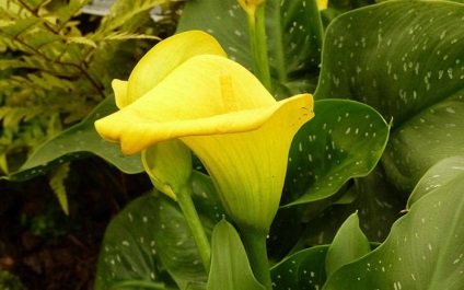 Virág Calla (Zantedeschia) - fényképek és otthoni gondozást