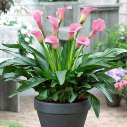 Flower calla (zandedeskiya) - fotografie și îngrijire la domiciliu