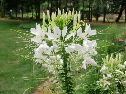 Floarea plantei Cleoma, cultivarea, îngrijirea