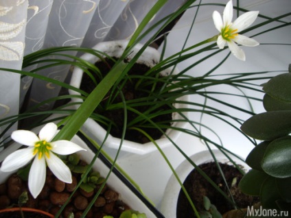 Floarea vântului din Vest »- plante de interior, flori, zephyranthus, îngrijire, reproducere