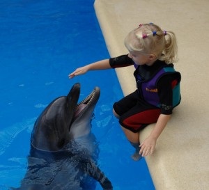 Terapia cu delfini, tot ceea ce excită omul modern