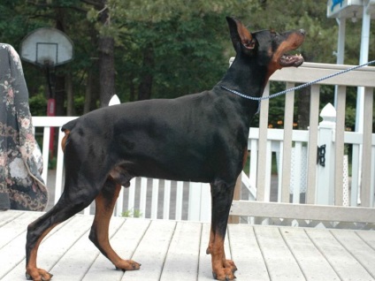 Doberman este un câine elegant cu calități de serviciu