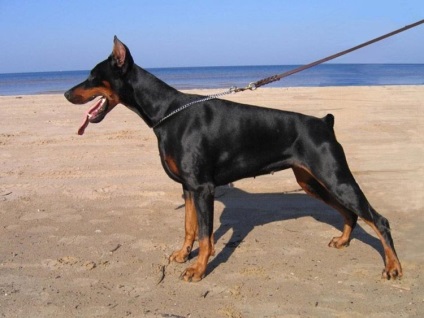 Doberman este un câine elegant cu calități de serviciu