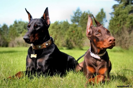 Doberman este un câine elegant cu calități de serviciu