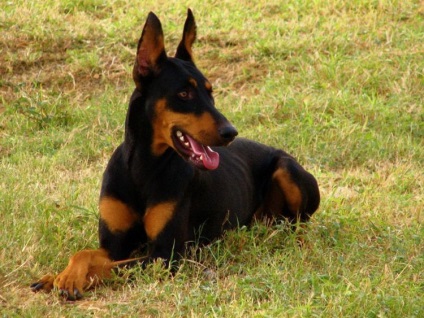 Doberman este un câine elegant cu calități de serviciu