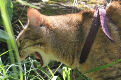 Otthon macska a kertben a ház elrendezése tippek pet