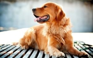 Câini de formare independent pentru protecția casei, a pisicilor și a câinilor