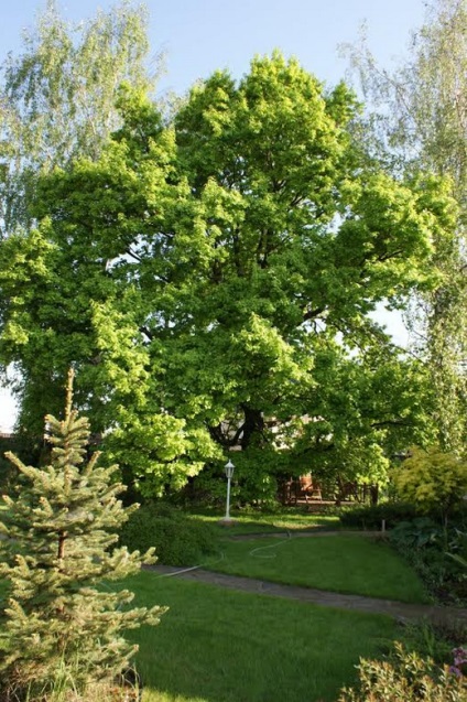 Stejar, idei frumoase pentru grădină