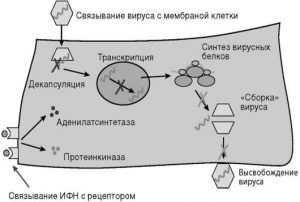 Spray epigen cu afine