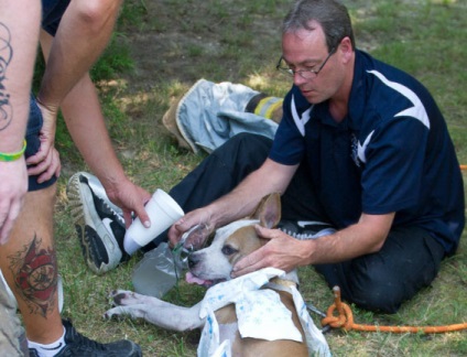 Acești eroi curajoși și-au riscat viața pentru a-și salva animalele de companie - un lucru pozitiv