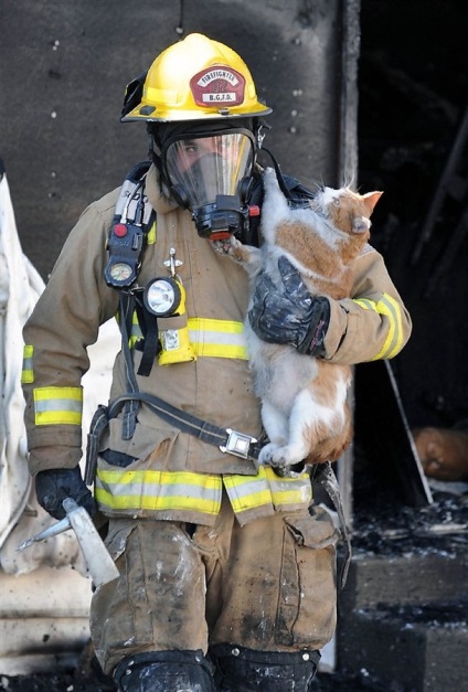 Ezek a bátor hősök kockáztatta életét, hogy megmentse háziállatok - Pozitivki