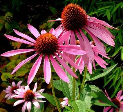 Echinacea purpuriu și plantare, fotografie