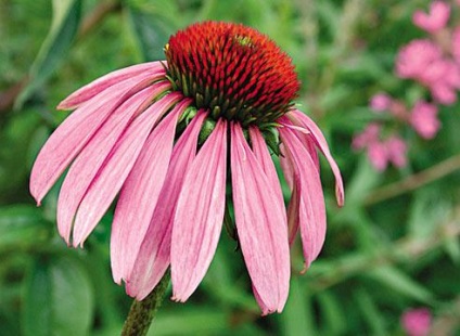 Echinacea purpuriu și plantare, fotografie