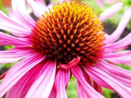 Echinacea purpuriu și plantare, fotografie