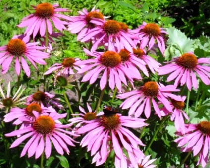 Echinacea purpuriu și plantare, fotografie