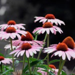 Echinacea purpuriu și plantare, fotografie