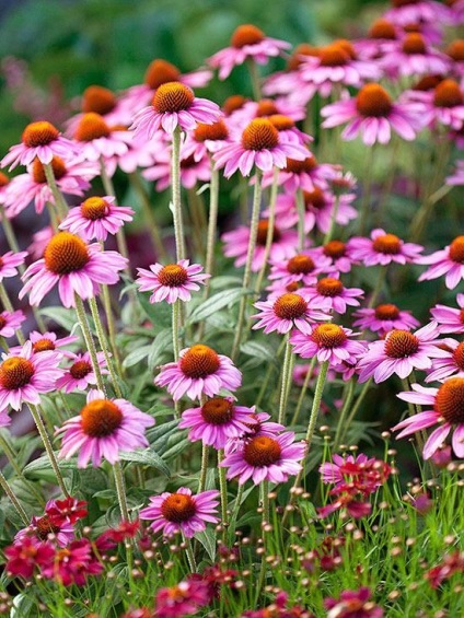 Echinacea purpuriu și plantare, fotografie