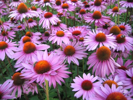 Echinacea purpuriu și plantare, fotografie