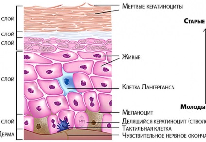 Factori de îngrijire post-procedură care afectează vindecarea pielii