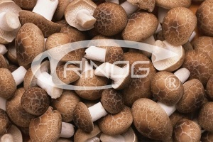 Ferma de enoki de ciuperci, compania de tehnologie de seră trinog-xs