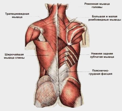 Pregătirea fizică a unui ciclist, ciclism