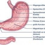 Fiziologia stomacului - jurnal medical