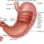 Fiziologia stomacului - jurnal medical