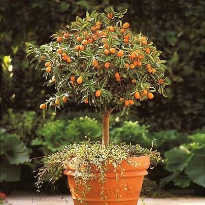 Fortunella margarita (kumquat, kikan, fortunella) - magazin online - adeniu la domiciliu de la semințe la