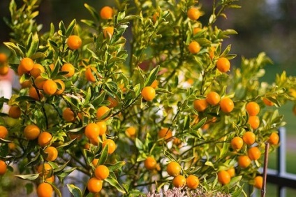 Fortunella margarita (kumquat, kikan, fortunella) - magazin online - adeniu la domiciliu de la semințe la