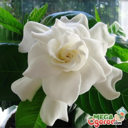 Gardenia jasminoides népszerű fajták és dísznövénykertészettől szabályok