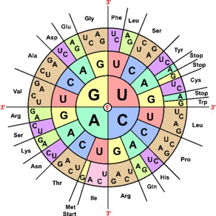 Codul genetic permite interpretări diferite