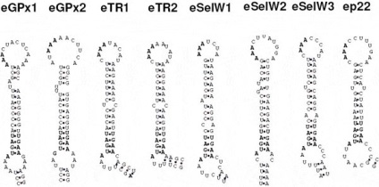 Codul genetic permite interpretări diferite