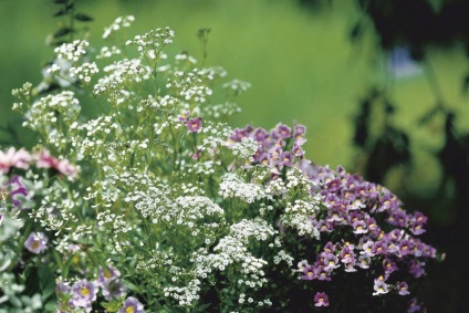 Plantarea și îngrijirea plantelor perene Gypsophila