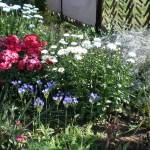 Plantarea și îngrijirea plantelor perene Gypsophila