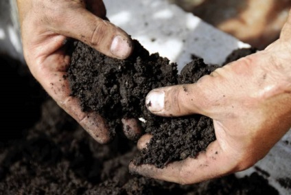 Plantarea și îngrijirea plantelor perene Gypsophila