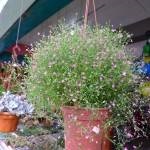 Plantarea și îngrijirea plantelor perene Gypsophila