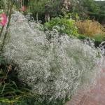 Plantarea și îngrijirea plantelor perene Gypsophila